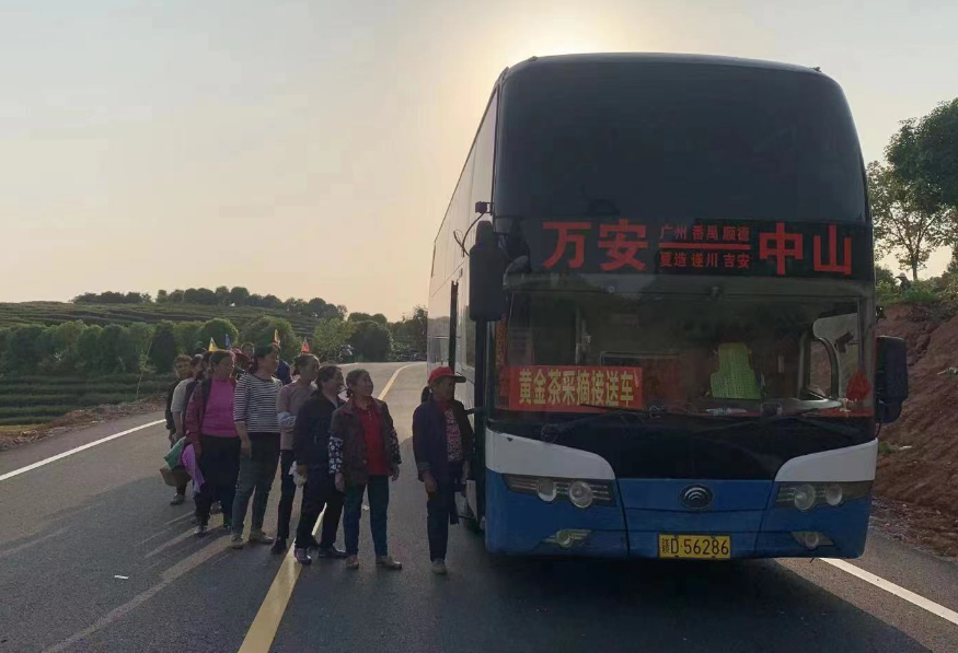 吉安長運:開通采茶專線 助力茶農(nóng)追光